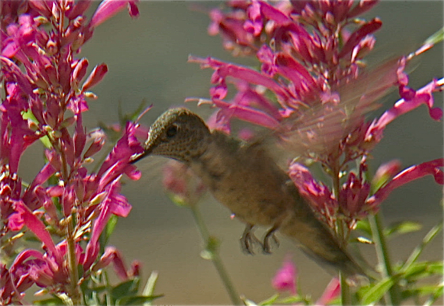 Hyssop. Hummingbird Heaven!  photo Catherine B. Zimmerman