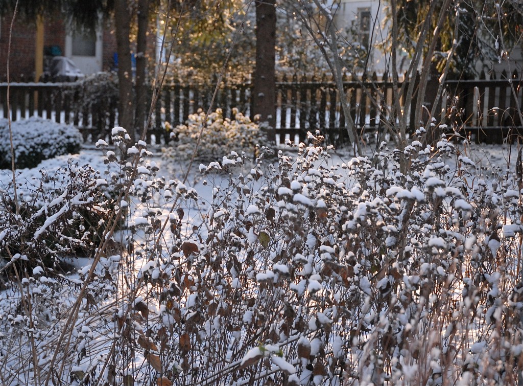 Snow blankets Maryland backyard meadow. Catherine B. Zimmerman