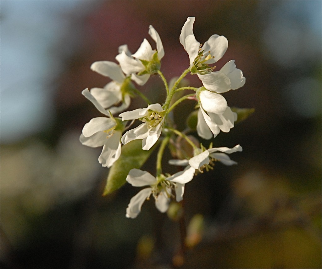 Blooming soon! Amelanchier Canadensis (Serviceberry) photo: Catherine B. Zimmerman 
